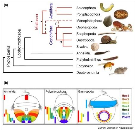 <p>protostomes</p>