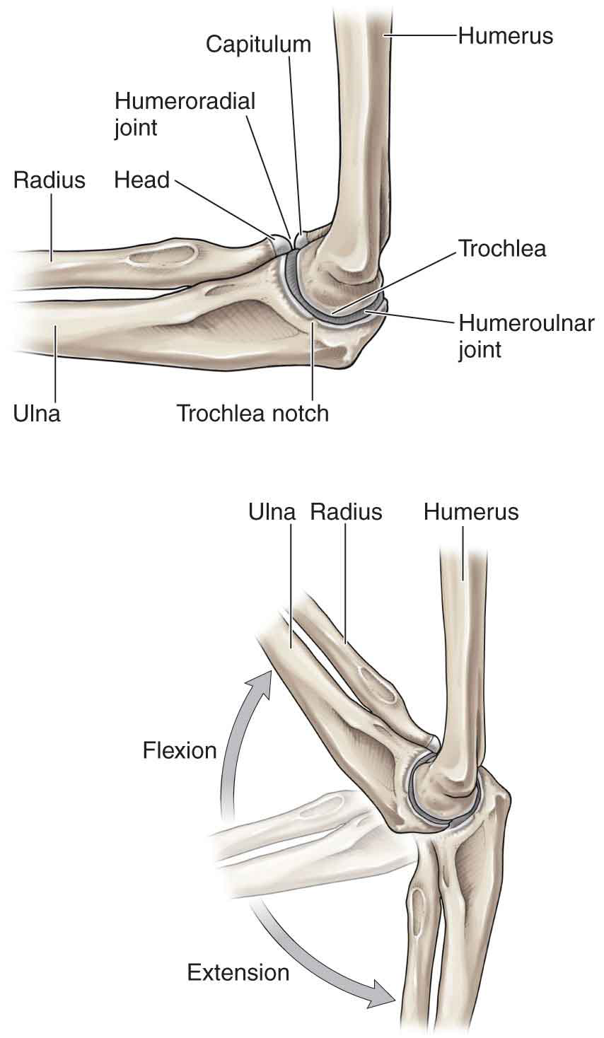<p><span>Describe the arthrokinematics of the humeroulnar joint during flexion/extension.</span></p>