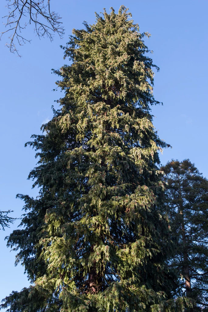 <p>Chamaecyparis lawsoniana</p>