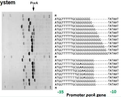 <p>→ laat zien hoe dit werkt in de <span><strong>promotor</strong></span> (de aan/uit-knop) van het <span><strong>porA</strong></span>-gen van <span><em>Neisseria</em></span>:</p><ul><li><p><span><strong>Promoter spacer sequences:</strong></span> Tussen de herkenningspunten van de promotor (zoals de TATAAT-box) zit een stukje variabele ruimte (de <span><em>spacer</em></span>). De lengte van deze spacer bepaalt hoe strak of los de RNA-polymerase aan de aan-knop kan binden.</p></li><li><p><span><strong>De DNA-codes op de dia:</strong></span> Als je naar de letters kijkt, zie je dat de lengte van de rij G's per bacterie verschilt (sommige hebben 9 G's, anderen 11 of 12 G's).</p></li><li><p><span><strong>Het gevolg voor expressie:</strong></span> * Heeft de spacer de <span><strong>perfecte lengte</strong></span>? Dan kan de RNA-polymerase er goed bij→ <span><strong>PorA expressie staat AAN</strong></span>.</p><ul><li><p>Zorgt een proofreading-fout voor een G te veel of te weinig, waardoor de spacer <span><strong>te lang of te kort</strong></span> wordt? Dan kan de RNA-polymerase niet meer binden → <span><strong>PorA expressie staat UIT</strong></span>.</p></li></ul></li></ul><p></p>