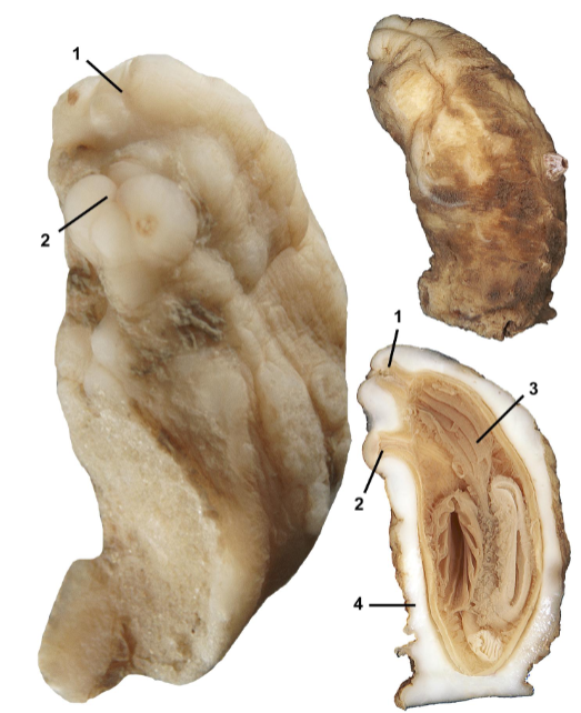 <p>taxa</p><p>label</p>