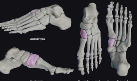 <p>Which bone is this?</p>