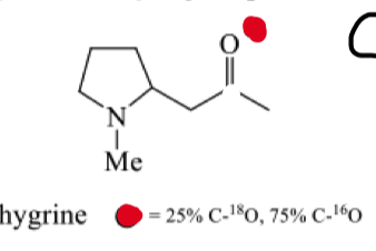 <p>draw the 18O nmr for hygrine</p>