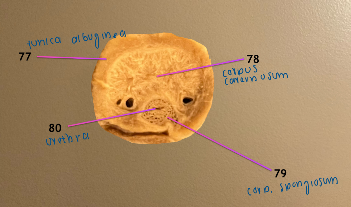 <ol start="77"><li><p>tunica albuginea: dense CT surrounding body </p></li><li><p>corpus cavernosum penis: filled w/ CT in ruminants </p></li><li><p>corpus spongiosum penis</p></li><li><p>urethra</p></li></ol><p>.</p><p>note: this is a bulls penis</p>