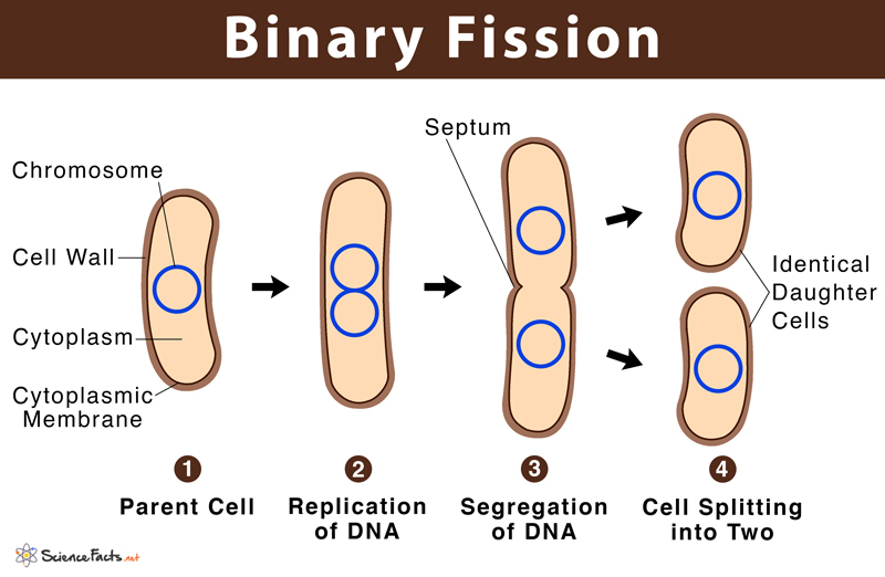 <p>a form of reproduction for <strong>prokaryotes </strong></p><ul><li><p>e.g. bacteria </p></li></ul><p></p>