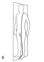 <p>divides body into unequal right and left sides</p>