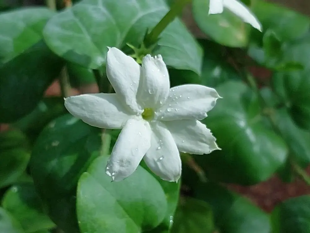 <p><strong>Common Name</strong>: <span style="background-color: transparent; font-family: "Helvetica Neue", sans-serif;">Arabian Jasmine (English); Sampaguita (Tagalog)</span></p><p><strong>Parts Used</strong>: <span style="background-color: transparent; font-family: "Helvetica Neue", sans-serif;">Flowers, leaves, roots</span></p><p><strong>Use/s</strong>: Breast cancer; anti-lactation, spasmolytic, anti-inflammatory, antimicrobial, antiulcer, antioxidant, cytoprotective, chemopreventive, wound healing</p><p><strong>Major Metabolites</strong>: <span style="background-color: transparent; font-family: "Helvetica Neue", sans-serif;">Iridoidal glycosides, aromatic glycosides, triterpenes, sterols, flavonoids, long-chain aliphatic compounds, volatile compounds</span></p>