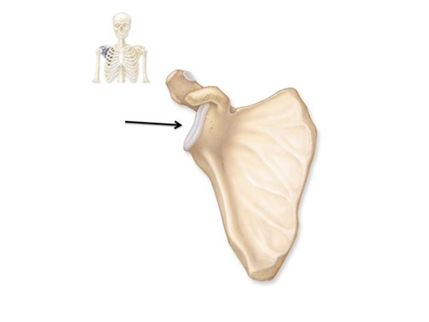 <p>- Socket in scapular that receives head of humerus</p>