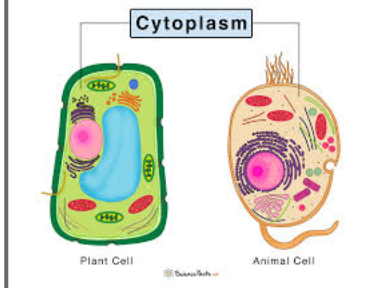 <p><span style="background-color: transparent;">The jelly-like substance that fills the inside of a cell, where many of the cell's important processes occur.</span></p>