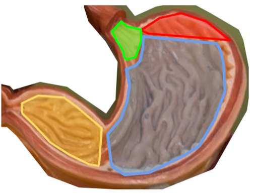 <p>Cardiac region / part</p>