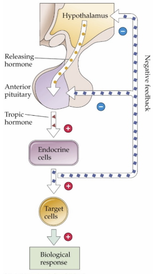 <p>A more complex endocrine system involves the brain, usually the _________</p>