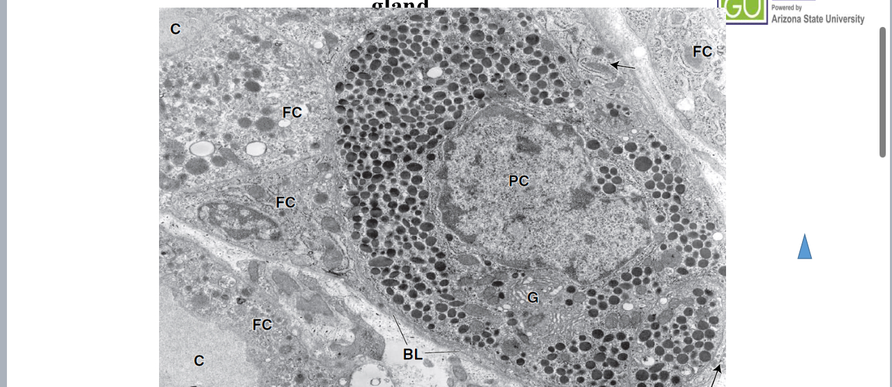 term image