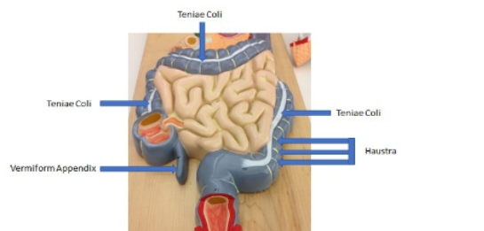 <p>teniae coli, haustra, vermiform appendix, teniae coli, teniae coli</p>