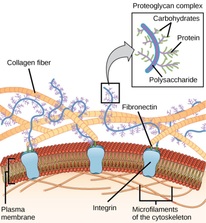 <p>Fibronectins </p>