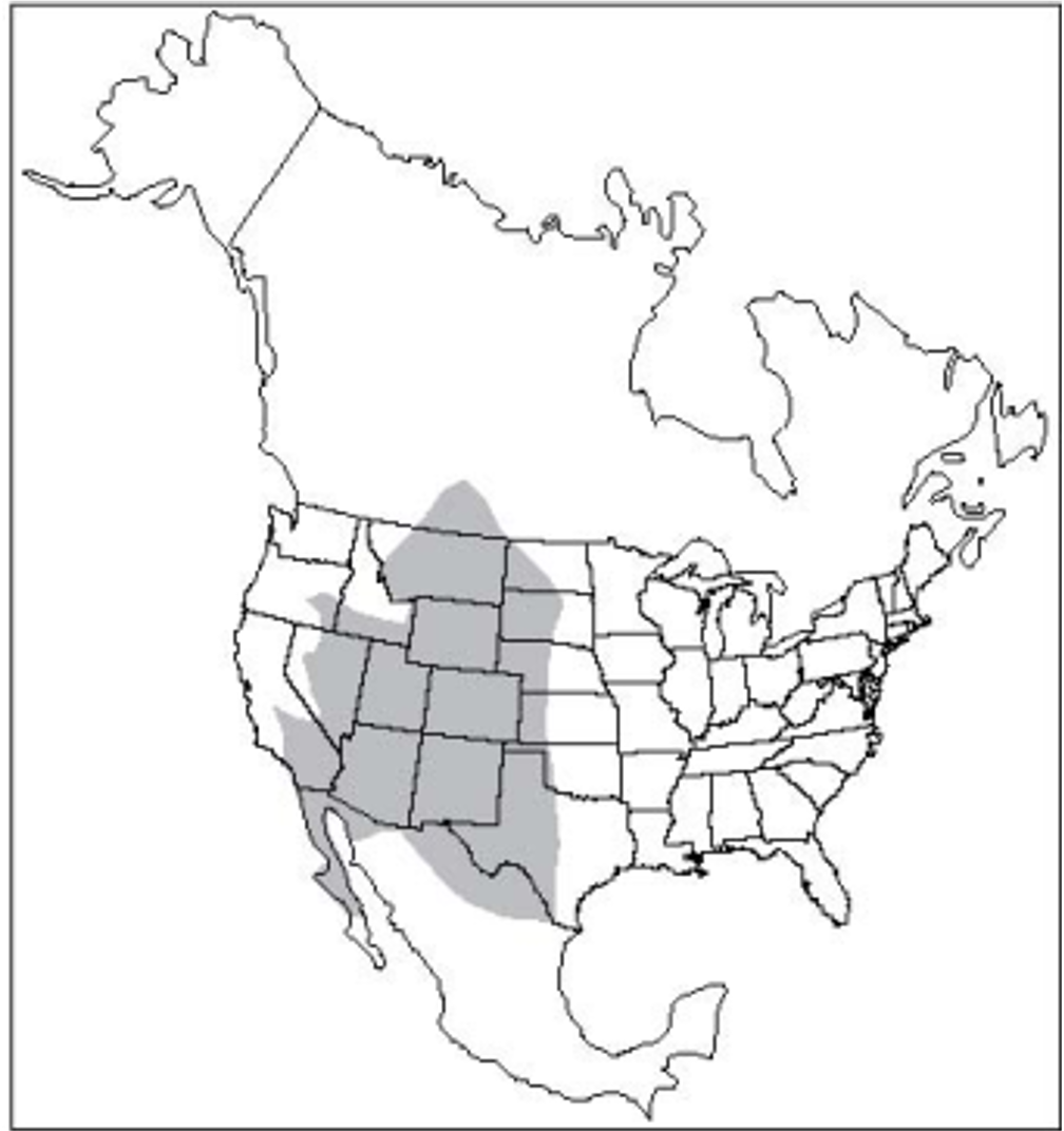 <p>Pronghorn</p><p>females and young, bachelor groups <12, winter >100</p><p>grasses, forbs</p><p>open terrain</p><p>run 70mph</p>
