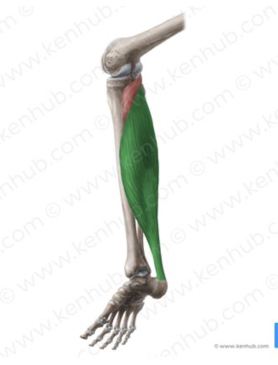 <p>Origin: posterior surface of the proximal third of the fibula and the middle third of the tibia</p><p>Insertion: calcaneus, via the Achilles tendon</p><p>Action: plantar flexes the foot</p><p>Nerve root: tibial (L5, S10)</p>