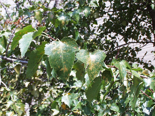 <p>common name</p>