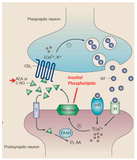 <p>typically synthesised in the post-synaptic side of the synapse at the cell membrane</p><ul><li><p>see as retrograde messengers to alter the physiology of the presynaptic terminal </p></li><li><p>released when necessary, uptake mechanism still not clear </p></li></ul><p></p>