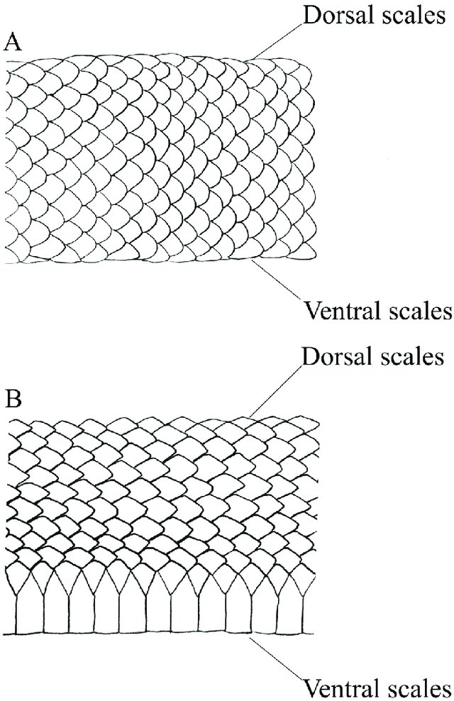<ul><li><p>dorsal: triangular</p></li><li><p>ventral: rectangular</p></li><li><p>tail ventrally: divided scales</p></li><li><p>keeled scale: not smooth</p></li></ul><p></p>