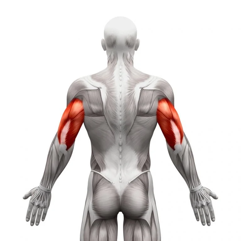 <p><strong>Triceps muscle</strong></p>