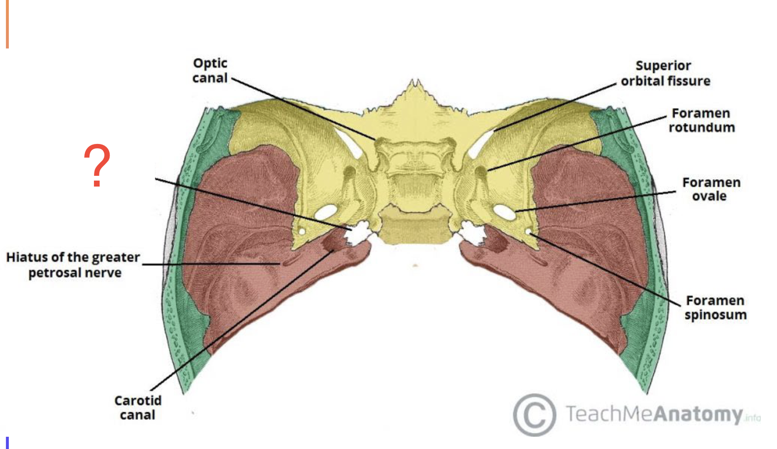 <ul><li><p>filled with cartilage in adults.</p></li><li><p>Artery of the pterygoid canal passing inferiorly through cartilage of foramen lacerum</p></li><li><p>allows internal carotid artery to enter the middle cranial fossa</p></li></ul><p></p>