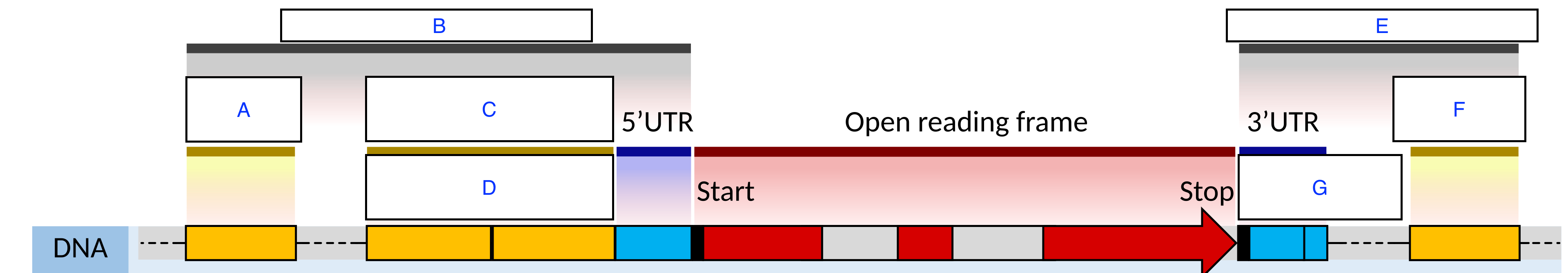 <p>Match the letter with the following regulatory regions below (hint: some terms may be repeated):<br>Proximal --> Core <br>Terminator <br>Enhancer/Silencer<br>Promoter <br>Regulatory Sequence</p>