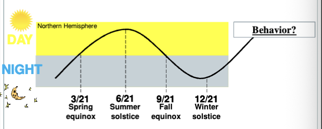 <p>Spring transition - Gradual “activation” of HPO axis</p><p>Ends - with the 1st ovulation of the year</p>