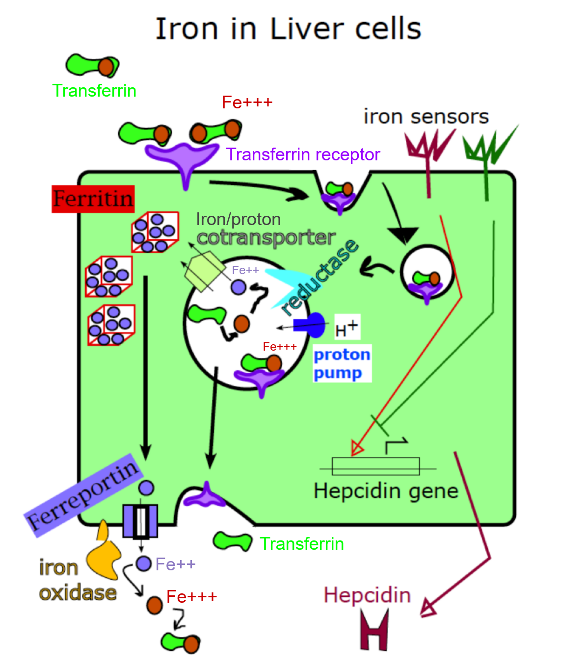 <p>Animal Iron Uptake in Liver Cells</p>