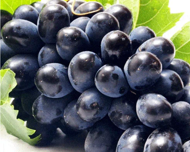 <p>Grape</p>