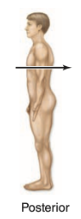 <p>posterior</p>