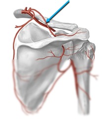<p>Identify the structure</p>