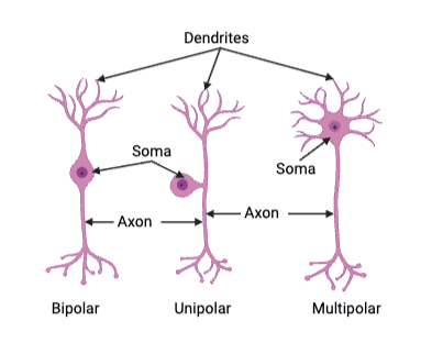 <p>for mammals </p><ul><li><p>Bipolar neurons</p></li><li><p>Unipolar neurons</p></li><li><p>Multipolar neurons</p></li></ul><p></p>