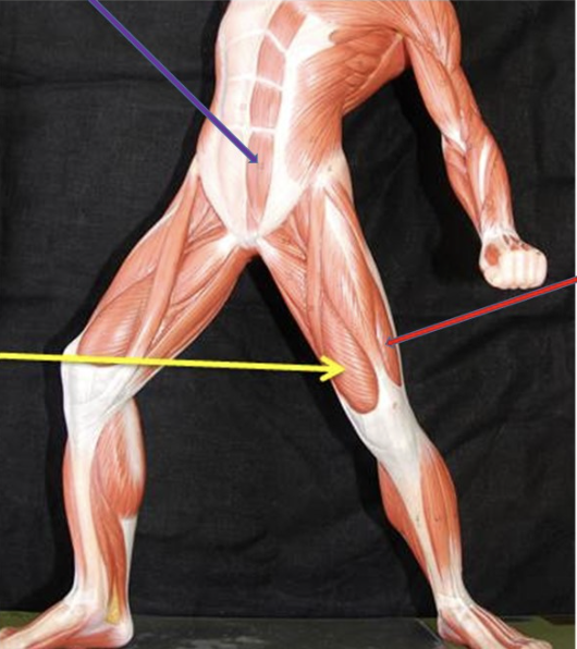 <p><span>Identify the muscle at the tip of the purple arrow</span></p>