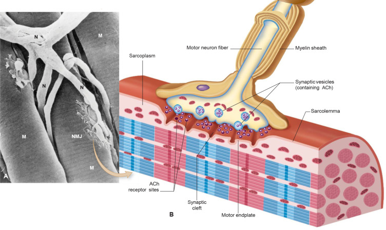 <p>A neurotransmitter that transmits signals across the neuromuscular junction, facilitating muscle contraction. </p>