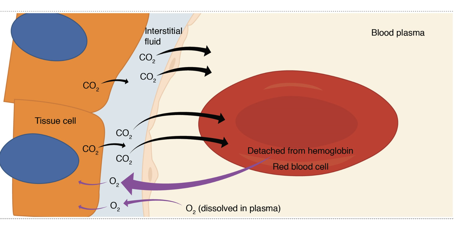 <p>O2 partial pressure is higher in blood in the cells → O2 diffuses into the cells</p><p>CO2 partial pressure is higher in cells than in blood → Co2 diffuses into the blood</p>
