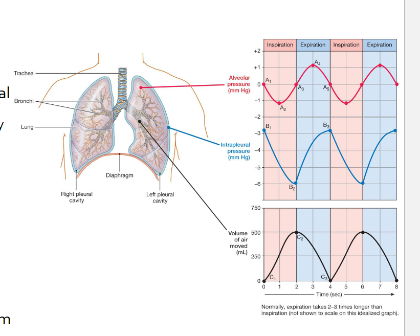 <p>Elastic recoil of pleural membranes</p>