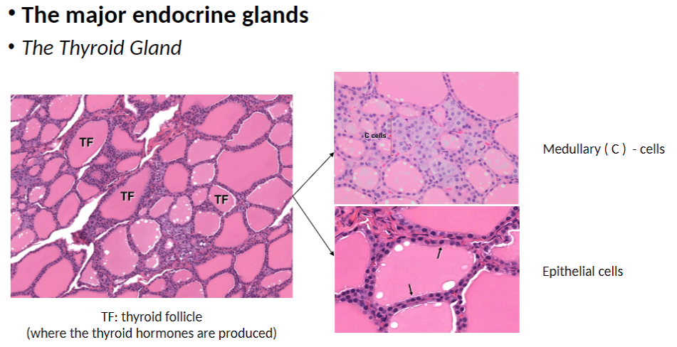 <p><strong>Thyroid Follicle (TF)</strong><br> Site where <strong>thyroid hormones</strong> are produced</p><p><strong>Epithelial Cells</strong><br> Line the <strong>thyroid follicles</strong> and secrete <strong>thyroid hormones</strong></p><p><strong>Medullary (C) Cells</strong><br> Produce <strong>calcitonin</strong>, involved in <strong>calcium regulation</strong></p>