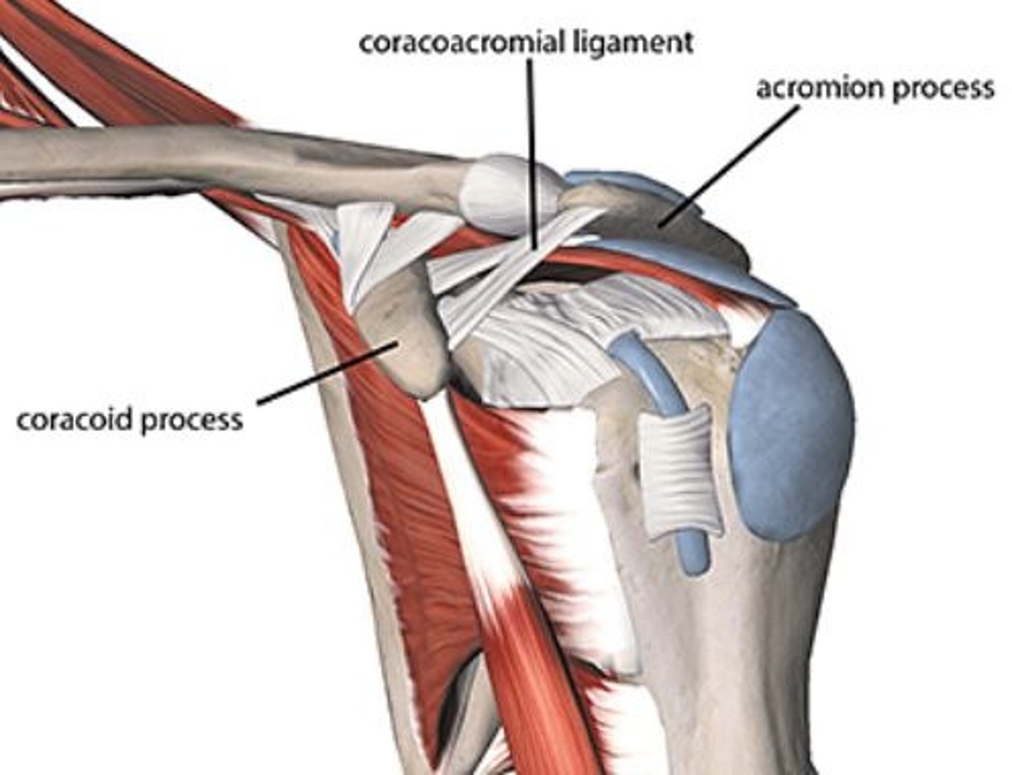 <p>acromion process, coracoacromial ligament, and coracoid process</p><p>Prevents superior translation of the humerus</p>