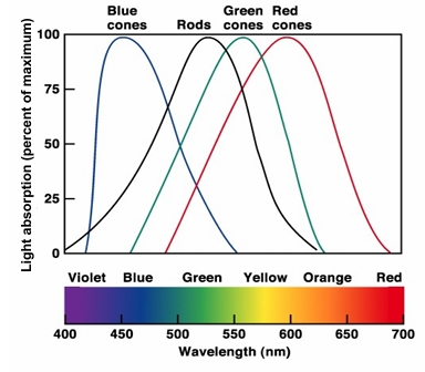 <p>• Three cone types: </p><p>Light absorption (percent of maximum)</p><p>- short wavelength sensitive (’Blue’)</p><p>- medium wavelength sensitive(‘Green’)</p><p>- long wavelength sensitive (‘Red’) </p><p>• Each cone sensitive to range of wavelengths. </p><p>• The wavelength or colour is represented by unique ratio of outputs from the 3 different cone types. </p><p>• Allows many different colours to be represented using only 3 different receptors - the Trichromatic theory of colour vision.</p>