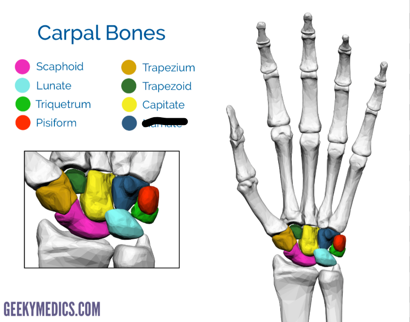 <p>What Carpal is this?</p>