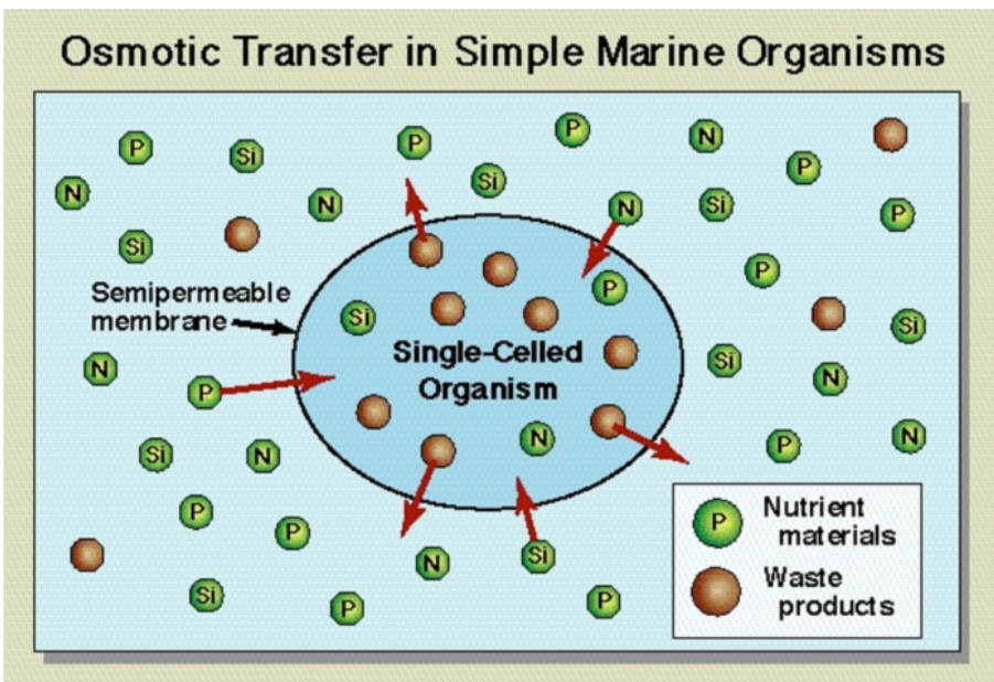 <p>use a semipermeable membrane to exchange nutrient and waste products</p>