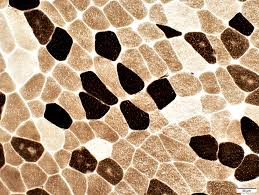 <p>atpase reagents:</p><p>adjust pH:</p><p>incubation solution:</p><ul><li><p></p></li><li><p>activate muscle and inhibit mitochondrial atpase:</p></li></ul><p></p>