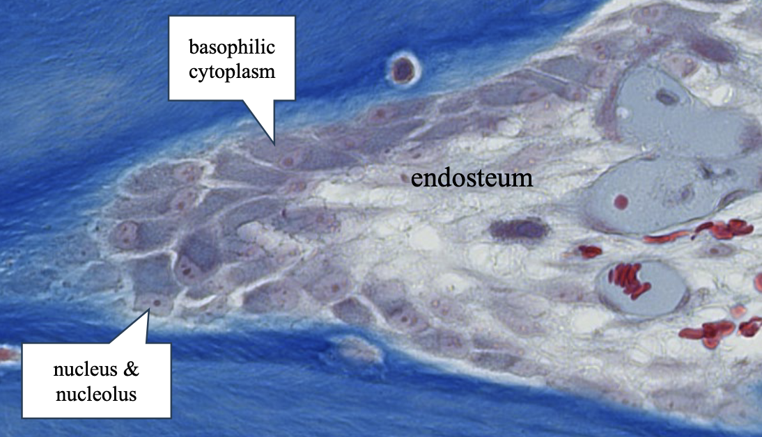 <p>this is a cluster of _________ within the endosteum on the edge of bone.</p>