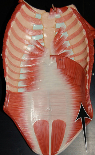 <p>Muscle, Action. Perform the action on your own body</p>