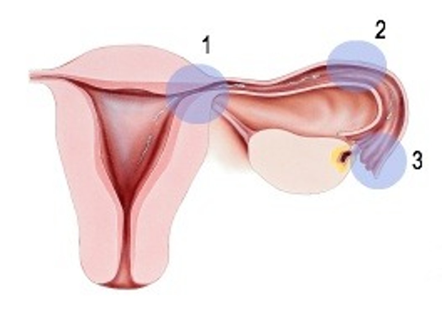 <p>(2)</p>