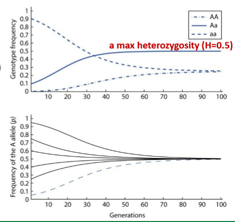 <p>There’s an overdominance for fitness (i.e. selection favors Aa genotype</p><ul><li><p>For any initial allele frequency, the population converges on a max heterozygosity (H = 0.5)</p></li></ul><p></p>