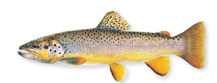 <p>brown spots on body but not on the tail, </p>