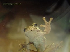 <p>To look at</p>