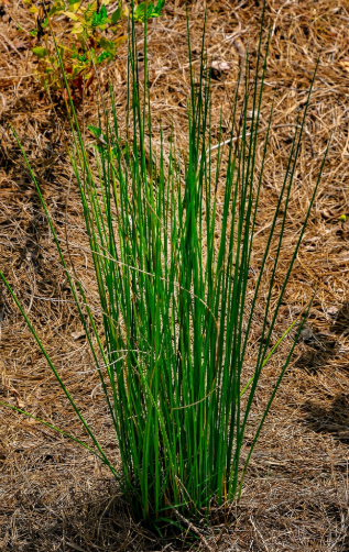 <p>curled up leaves</p>