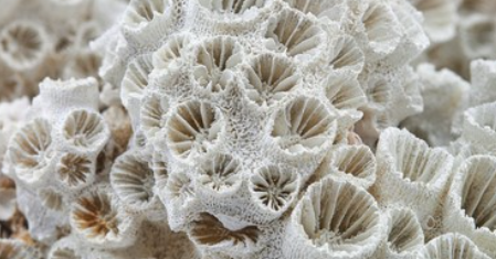 <p>A rigid external structure made primarily of calcium carbonate that is secreted by coral polyps (marine animals in the phylum Cnidaria).</p>